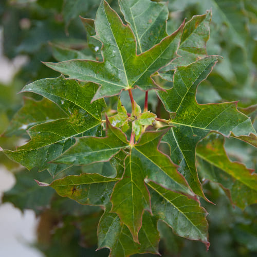 Клен остролистный Глобосум купить в Нижнем Новгороде