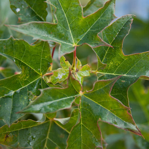 Клен остролистный Глобосум купить в Нижнем Новгороде