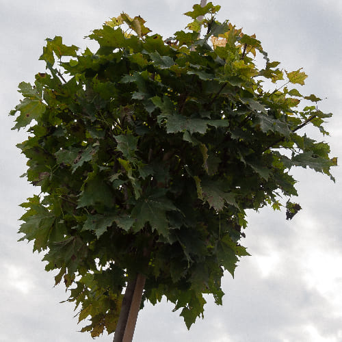 Клен остролистный Глобосум купить в Нижнем Новгороде