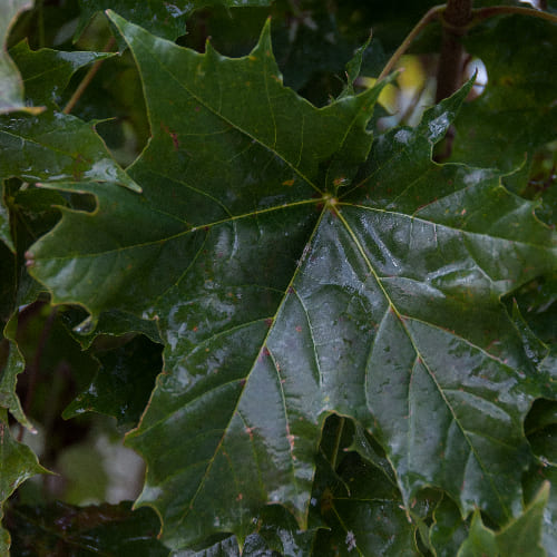 Клен остролистный Глобосум купить в Нижнем Новгороде