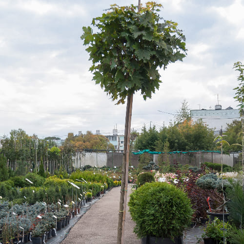 Клен остролистный Глобосум купить в Нижнем Новгороде