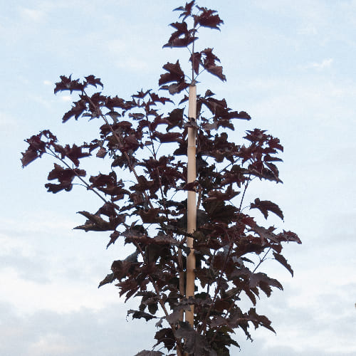 Клен остролистный Роял Рэд купить во Владимире