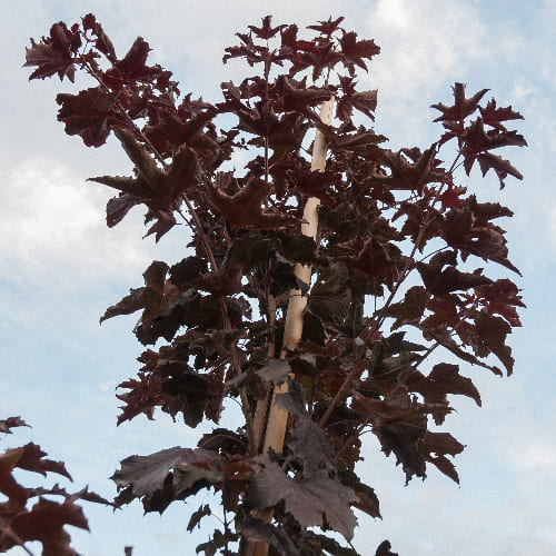 Клен остролистный Роял Рэд купить во Владимире