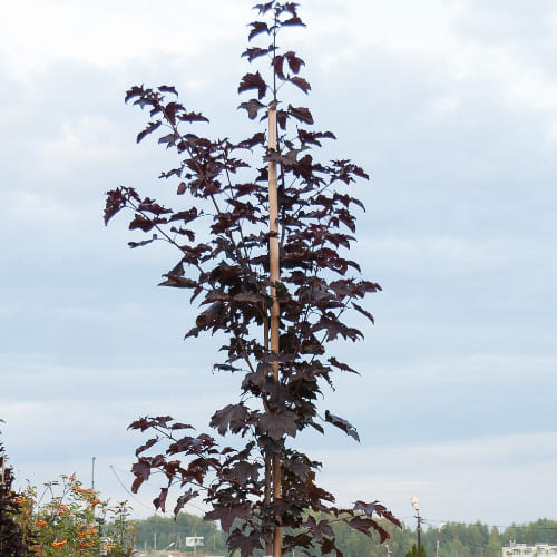 Клен остролистный Роял Рэд купить во Владимире