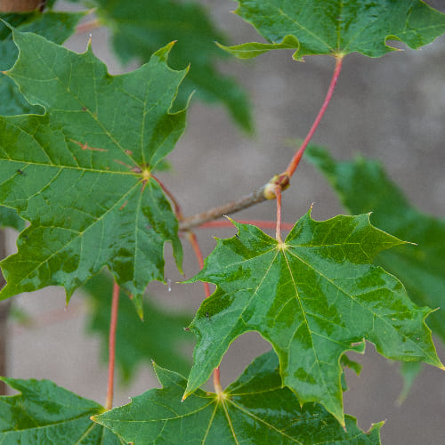 Клен остролистный  купить во Владимире
