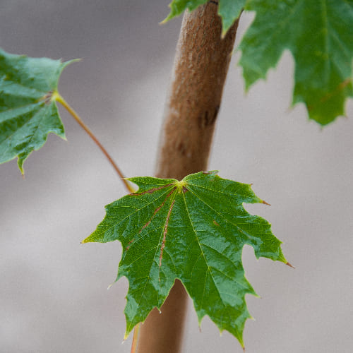 Клен остролистный  купить во Владимире
