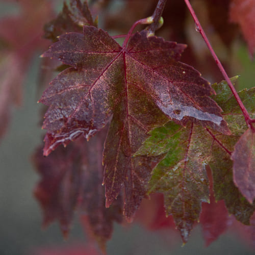 Клен красный Ред Сансэт купить во Владимире