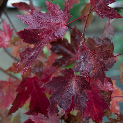 Клен красный Ред Сансэт купить во Владимире