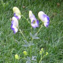 Аконит гибридный Элеонора купить в Нижнем Новгороде