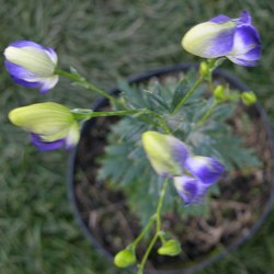 Аконит гибридный Элеонора купить в Нижнем Новгороде