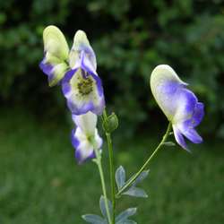 Аконит гибридный Элеонора купить в Нижнем Новгороде