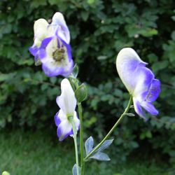 Аконит гибридный Элеонора купить в Нижнем Новгороде