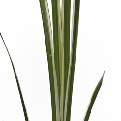 Аир болотный (обыкновенный) Вариэгатус купить в Нижнем Новгороде