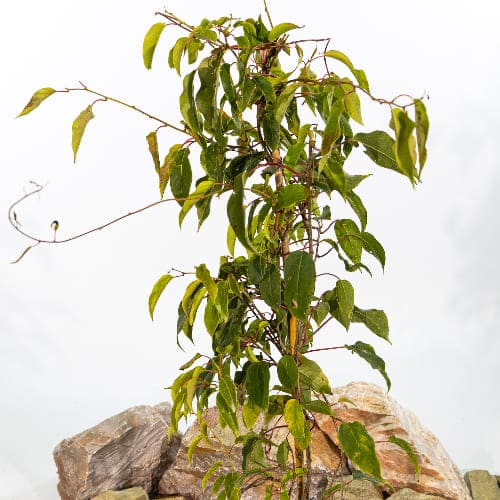 Актинидия острая Джамбо (двудомное растение) купить в Нижнем Новгороде