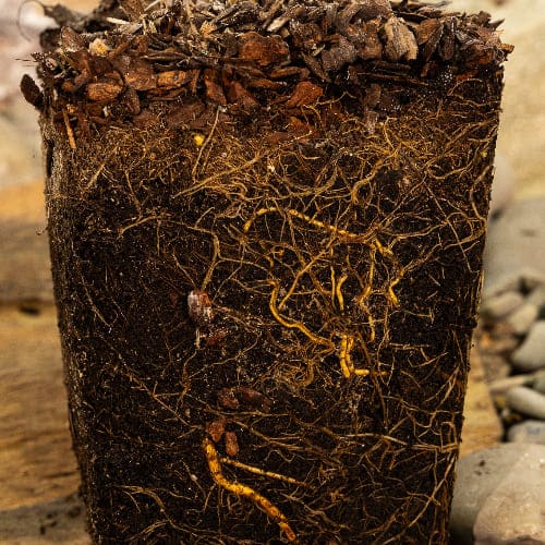 Актинидия острая Джамбо (двудомное растение) купить в Нижнем Новгороде