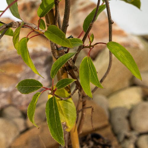 Актинидия острая Джамбо (двудомное растение) купить в Нижнем Новгороде
