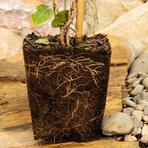 Актинидия острая Мэйл Запылач купить в Нижнем Новгороде