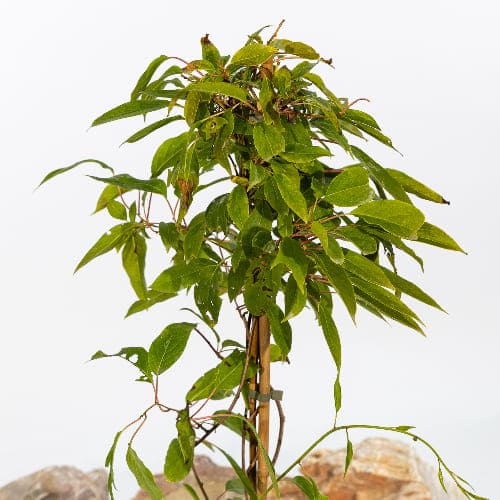 Актинидия острая Мэйл Запылач купить в Нижнем Новгороде