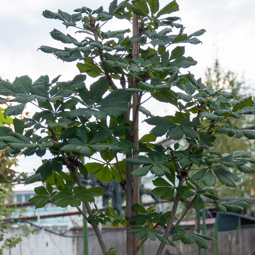 Каштан конский  купить во Владимире