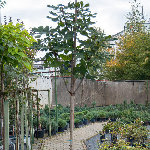 Каштан конский  купить во Владимире