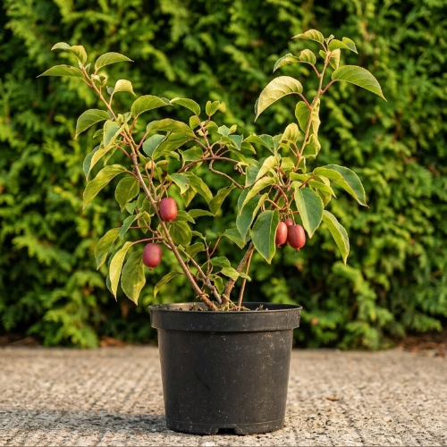 Актинидия острая Харди Ред (женский сорт) купить во Владимире