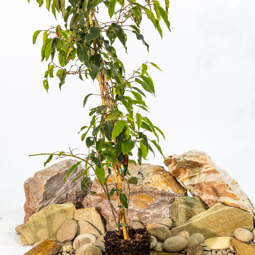 Актинидия острая Харди Ред (женский сорт) купить во Владимире