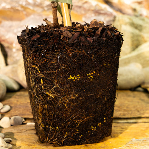 Актинидия острая Харди Ред (женский сорт) купить во Владимире