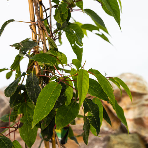 Актинидия острая Харди Ред (женский сорт) купить во Владимире