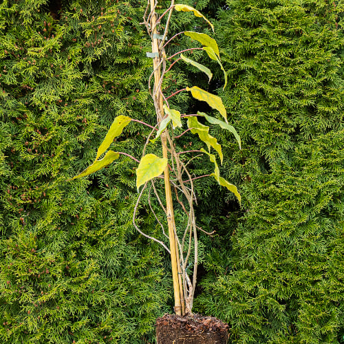 Актинидия острая Женева (женский сорт) купить во Владимире