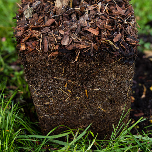 Актинидия острая Женева (женский сорт) купить во Владимире