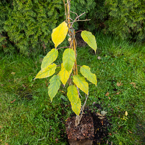 Актинидия острая Женева (женский сорт) купить во Владимире
