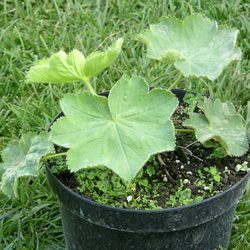 Манжетка мягкая Робустика купить во Владимире