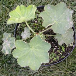 Манжетка мягкая Робустика купить во Владимире