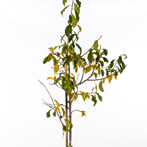 Алыча Асалода купить в Нижнем Новгороде