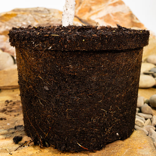 Алыча Асалода купить в Нижнем Новгороде