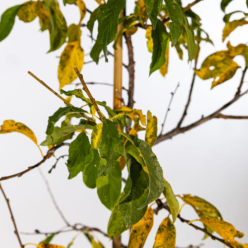 Алыча Асалода купить в Нижнем Новгороде