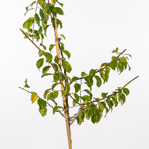 Алыча Лодва купить во Владимире