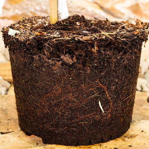 Алыча Лодва купить во Владимире