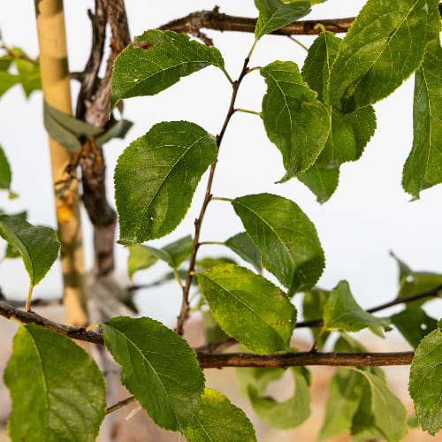 Алыча Лодва купить во Владимире