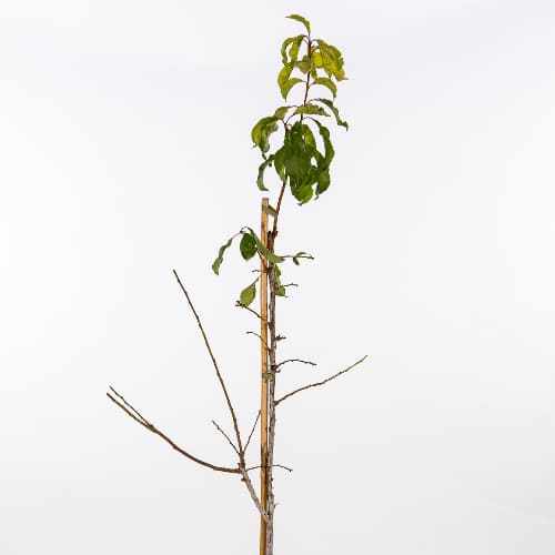 Алыча Принцесса купить во Владимире