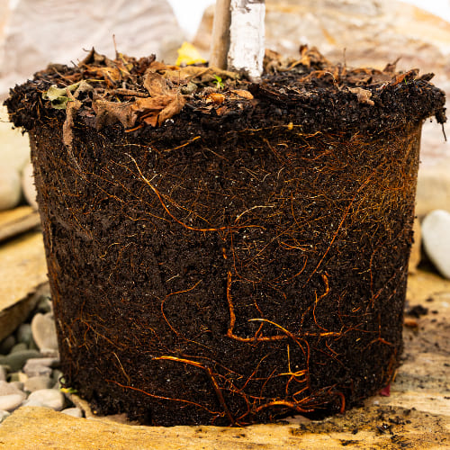 Алыча Принцесса купить во Владимире