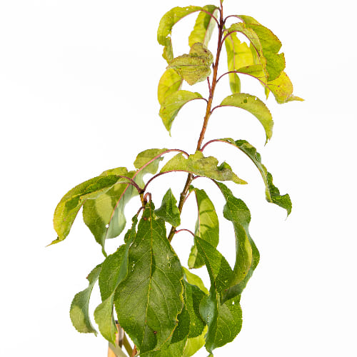 Алыча Принцесса купить во Владимире