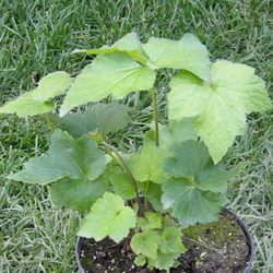 Ветренница гибридная Ричард Ахренс купить в Нижнем Новгороде