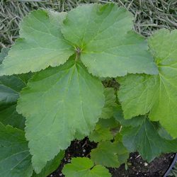 Ветренница гибридная Ричард Ахренс купить в Нижнем Новгороде