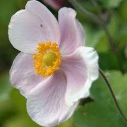 Ветренница гибридная Ричард Ахренс купить в Нижнем Новгороде