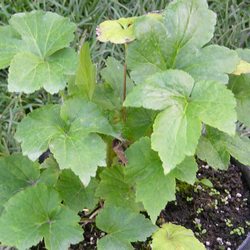 Ветренница гибридная Вёлвинд купить в Нижнем Новгороде