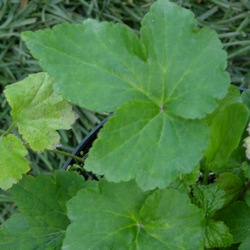 Ветренница гибридная Вёлвинд купить в Нижнем Новгороде