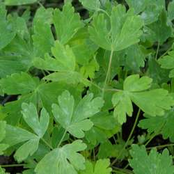 Аквилегия гибридная Кримсон Стар (Рождественская звезда) купить во Владимире