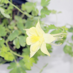 Аквилегия гибридная МакКана Гибрид купить во Владимире