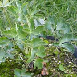 Аквилегия гибридная Нора Барлоу купить во Владимире